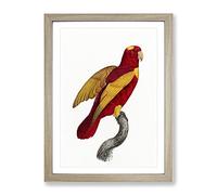 Red And Gold Lory By F. Levaillant Vintage Framed Print | A2 Oak Framed Wall Art | Ready to Hang | Classic Nature Picture | Living Room Bedroom Lounge Office
