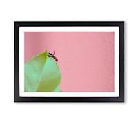 Red Ant Framed Print | A2 Black Framed Wall Art | Ready to Hang | Modern Nature Picture | Living Room Bedroom Lounge Office