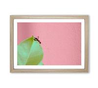 Red Ant Framed Print | A2 Oak Framed Wall Art | Ready to Hang | Modern Nature Picture | Living Room Bedroom Lounge Office