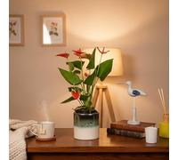 Red Anthurium Houseplant with Ocean Ceramic Pot | Live Plant for Home Decor | Luxe Leaf Plants