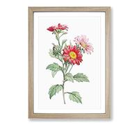 Red Aster Flowers by Pierre-Joseph Redoute Framed Print | A2 Oak Framed Wall Art | Ready to Hang | Modern Floral Picture | Living Room Bedroom Lounge Office