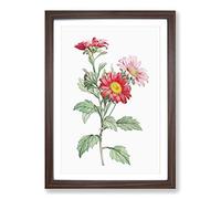 Red Aster Flowers by Pierre-Joseph Redoute Framed Print | A2 Walnut Framed Wall Art | Ready to Hang | Modern Floral Picture | Living Room Bedroom Lounge Office