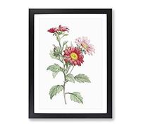 Red Aster Flowers By Pierre Joseph Redoute Vintage Framed Print | A2 Black Framed Wall Art | Ready to Hang | Classic Floral Picture | Living Room Bedroom Lounge Office