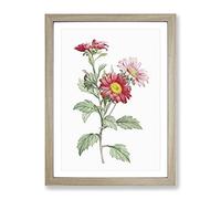 Red Aster Flowers By Pierre Joseph Redoute Vintage Framed Print | A4 Oak Framed Wall Art | Ready to Hang | Classic Floral Picture | Living Room Bedroom Lounge Office