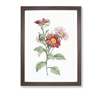 Red Aster Flowers By Pierre Joseph Redoute Vintage Framed Print | A4 Walnut Framed Wall Art | Ready to Hang | Classic Floral Picture | Living Room Bedroom Lounge Office