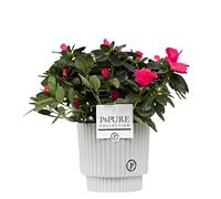 Red Azalea (Rhododendron) With Pot, Houseplant Real Indoor Plant for Office, Home, Bedroom, Kitchen and Living Room, Perfect for Clean Air, Delivered Next Day
