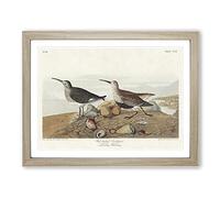 Red Backed Sandpiper Bird By John James Audubon Vintage Framed Print | A4 Oak Framed Wall Art | Ready to Hang | Classic Nature Picture | Living Room Bedroom Lounge Office