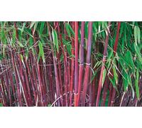 Red Bamboo - Asian Wonder - 1 or 2 Potted Plants: Two