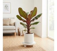 Red Banana Plant (Ensete Maurelii) - 21Cm Pot