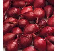 Red Baron Onion Sets - Popular in Salads- Sharp Pungent Flavour- Start Growing in Your Beautiful Garden Today - RHS Award of Garden Merit (100)
