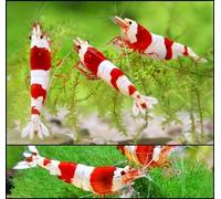 Red Bee Crystal Live Shrimp Caridina Algae Eater Tropical Fresh Water Live Cherry Shrimps Fish