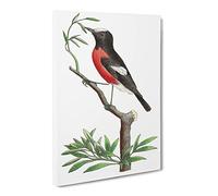 Red Bellied Flycatcher Bird By George Shaw Canvas Print | Gallery Wrapped 30mm Frame Wall Art | 20x14 inches | Ready to Hang | Retro Animals Picture | Living Room Bedroom Lounge Office