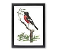Red Bellied Flycatcher Bird By George Shaw Vintage Framed Print | A4 Black Framed Wall Art | Ready to Hang | Classic Nature Picture | Living Room Bedroom Lounge Office