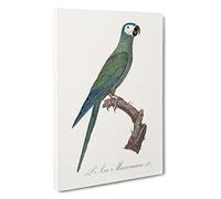 Red-Bellied Macaw Parrot by F. Levaillant Canvas Print | Gallery Wrapped 30mm Frame Wall Art | 30x20 inches | Ready to Hang | Modern Animals Picture | Living Room Bedroom Lounge Office