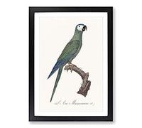 Red-Bellied Macaw Parrot by F. Levaillant Framed Print | A2 Black Framed Wall Art | Ready to Hang | Modern Animal Picture | Living Room Bedroom Lounge Office