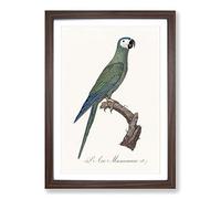 Red-Bellied Macaw Parrot by F. Levaillant Framed Print | A2 Walnut Framed Wall Art | Ready to Hang | Modern Animal Picture | Living Room Bedroom Lounge Office