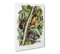 Red Bellied Squirrels By John Woodhouse Audubon Canvas Print | Gallery Wrapped 30mm Frame Wall Art | 24x16 inches | Ready to Hang | Retro Animal Picture | Living Room Bedroom Lounge Office
