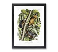 Red Bellied Squirrels By John Woodhouse Audubon Vintage Framed Print | A2 Black Framed Wall Art | Ready to Hang | Classic Animal Picture | Living Room Bedroom Lounge Office