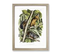 Red Bellied Squirrels By John Woodhouse Audubon Vintage Framed Print | A2 Oak Framed Wall Art | Ready to Hang | Classic Animal Picture | Living Room Bedroom Lounge Office