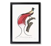 Red Bird of Paradise by Jacques Barraband Framed Print | A2 Black Framed Wall Art | Ready to Hang | Modern Nature Picture | Living Room Bedroom Lounge Office