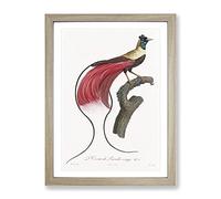 Red Bird Of Paradise By Jacques Barraband Vintage Framed Print | A2 Oak Framed Wall Art | Ready to Hang | Classic Nature Picture | Living Room Bedroom Lounge Office