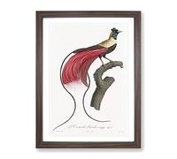 Red Bird Of Paradise By Jacques Barraband Vintage Framed Print | A4 Walnut Framed Wall Art | Ready to Hang | Classic Nature Picture | Living Room Bedroom Lounge Office