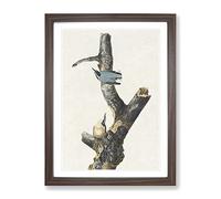 Red Breasted Nuthatch Birds By John James Audubon Vintage Framed Wall Art Print, Ready to Hang Picture for Living Room Bedroom Home Office Décor, Walnut A4 (34 x 25 cm)
