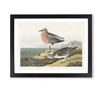 Red Breasted Sandpiper Bird By John James Audubon Vintage Framed Print | A2 Black Framed Wall Art | Ready to Hang | Classic Nature Picture | Living Room Bedroom Lounge Office
