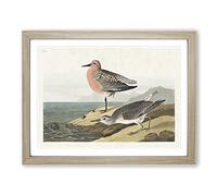 Red Breasted Sandpiper Bird By John James Audubon Vintage Framed Wall Art Print, Ready to Hang Picture for Living Room Bedroom Home Office Décor, Oak A2 (64 x 46 cm)
