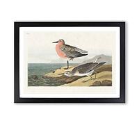 Red-Breasted Sandpiper by John James Audubon Framed Print | A2 Black Framed Wall Art | Ready to Hang | Modern Nature Picture | Living Room Bedroom Lounge Office