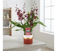 Red Burrageara Orchid - 12Cm Ceramic Pot, Approx. 50Cm