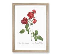 Red Cabbage Rose by Pierre-Joseph Redoute Framed Print | A2 Oak Framed Wall Art | Ready to Hang | Modern Floral Picture | Living Room Bedroom Lounge Office