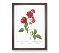 Red Cabbage Rose by Pierre-Joseph Redoute Framed Print | A2 Walnut Framed Wall Art | Ready to Hang | Modern Floral Picture | Living Room Bedroom Lounge Office