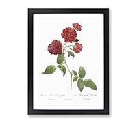 Red Cabbage Rose By Pierre Joseph Redoute Vintage Framed Print | A2 Black Framed Wall Art | Ready to Hang | Classic Floral Picture | Living Room Bedroom Lounge Office