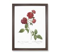 Red Cabbage Rose By Pierre Joseph Redoute Vintage Framed Print | A3 Walnut Framed Wall Art | Ready to Hang | Classic Floral Picture | Living Room Bedroom Lounge Office