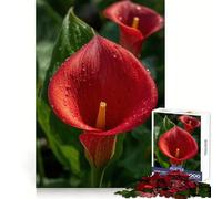 Red Calla Lily with Water Droplets 1000 Piece Jigsaw Puzzle for Teenagers Enhance Recall Family Bond Exact Edge Thoughtful Gift (50x75cm)