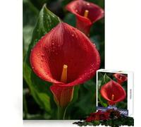 Red Calla Lily with Water Droplets 1000 Piece Jigsaw Puzzles for Teenagers Jigsaw Brain Workout Toy Group Play Art Assembly Classic Gift (38x26cm)