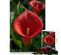 Red Calla Lily with Water Droplets Jigsaw Puzzles for Adults1000 Pieces Smart Game Quiet Calm Pattern Assembly Amazing Present (38x52cm)