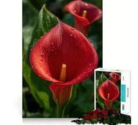 Red Calla Lily with Water Droplets Jigsaw Puzzles for Adults1000 Pieces Smart Game Quiet Calm Pattern Assembly Amazing Present (38x52cm)