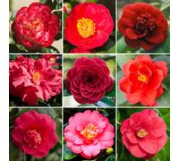 Red Camellia Shrub | Vibrant Evergreen Potted Outdoor Garden Ready Plant