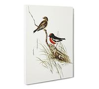 Red Capped Robin Bird By Elizabeth Gould Canvas Print | Gallery Wrapped 30mm Frame Wall Art | 30x20 inches | Ready to Hang | Retro Animals Picture | Living Room Bedroom Lounge Office