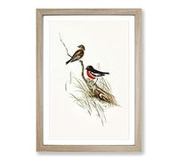 Red-Capped Robin by Elizabeth Gould Framed Print | A2 Oak Framed Wall Art | Ready to Hang | Modern Animal Picture | Living Room Bedroom Lounge Office