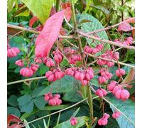 Red Cascade Spindle Outdoor Shrub Plant Euonymus Europaeus 2L Pot Plant Theory Green One Size