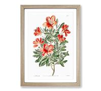 Red Chinese Azalea Flowers Framed Print | A2 Oak Framed Wall Art | Ready to Hang | Modern Floral Picture | Living Room Bedroom Lounge Office