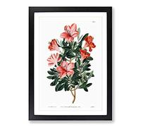 Red Chinese Azalea Framed Print | A2 Black Framed Wall Art | Ready to Hang | Modern Nature Picture | Living Room Bedroom Lounge Office
