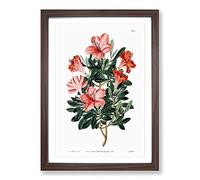 Red Chinese Azalea Framed Print | A2 Walnut Framed Wall Art | Ready to Hang | Modern Nature Picture | Living Room Bedroom Lounge Office