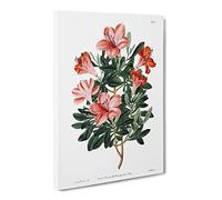Red Chinese Azalea Vintage Canvas Wall Art Print Ready to Hang, Framed Picture for Living Room Bedroom Home Office Décor, 24x16 Inch (60x40 cm)