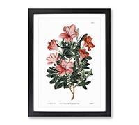 Red Chinese Azalea Vintage Framed Print | A4 Black Framed Wall Art | Ready to Hang | Classic Nature Picture | Living Room Bedroom Lounge Office