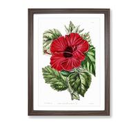 Red Chinese Rose Vintage Framed Print | A2 Walnut Framed Wall Art | Ready to Hang | Classic Floral Picture | Living Room Bedroom Lounge Office