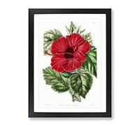 Red Chinese Rose Vintage Framed Wall Art Print, Ready to Hang Picture for Living Room Bedroom Home Office Décor, Black A4 (34 x 25 cm)